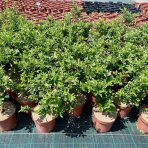 Hlohyňa šarlátová (Pyracantha) ´MOHAVE´ - výška 30-50 cm, kont. C3L